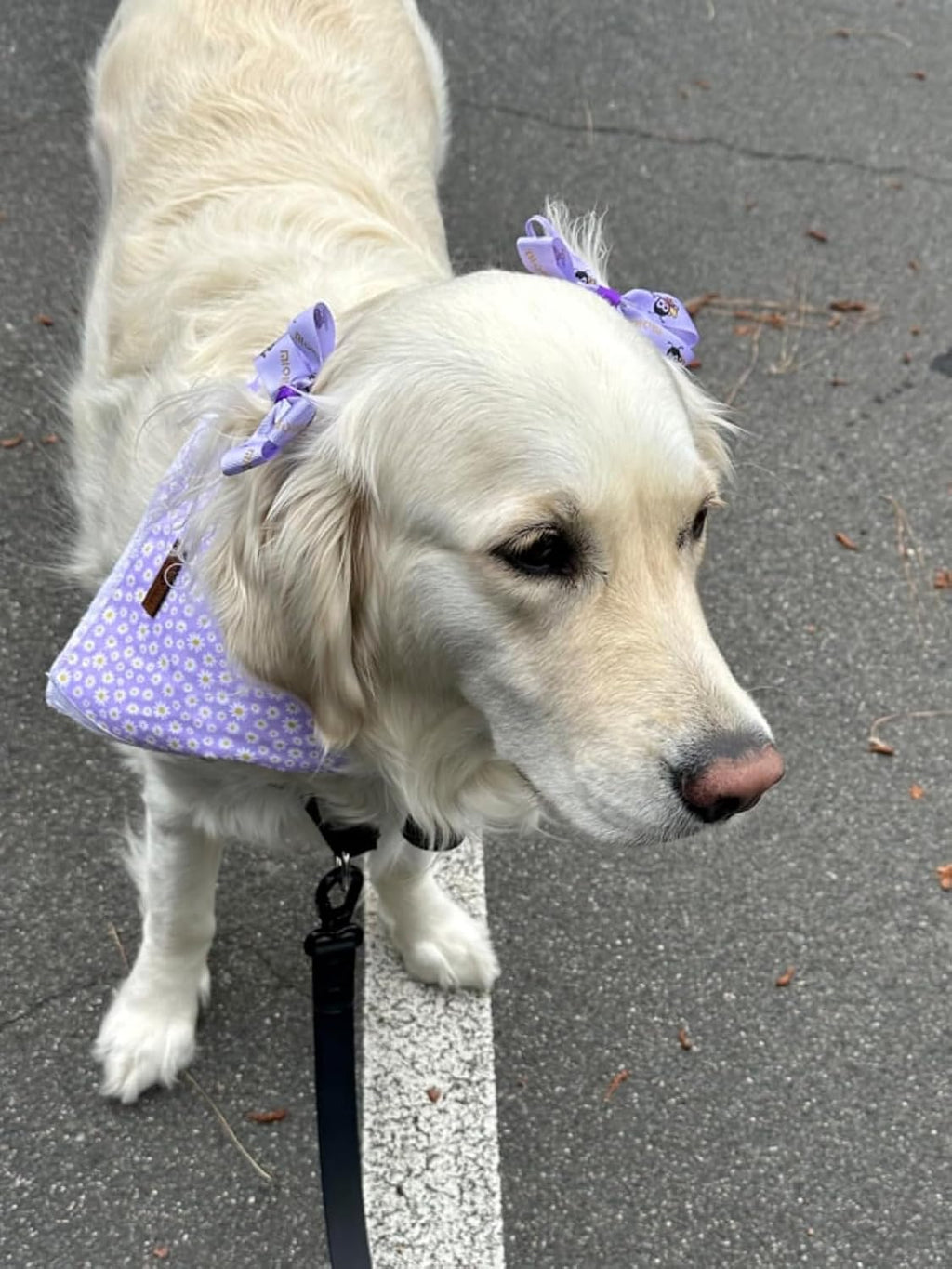 Spring Daisy Dog Bandana Washable Cotton Handkerchief Scarf Triangle Purple Bandana for Small Medium Large Dogs Girl Boy