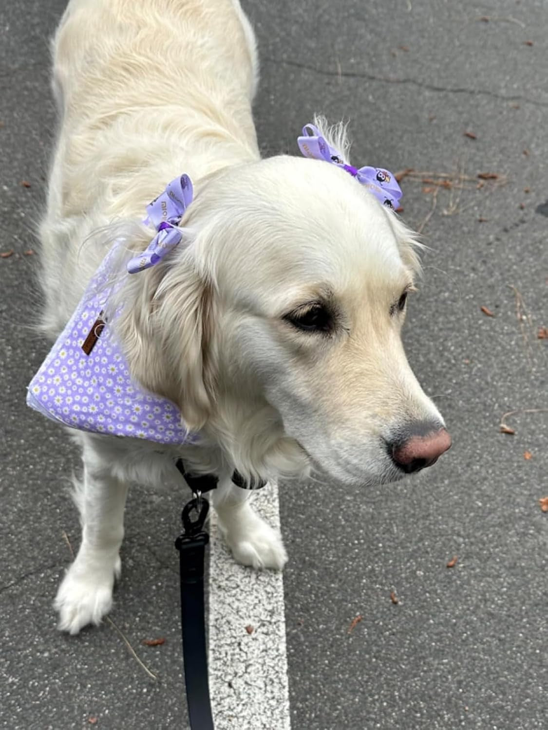 Spring Daisy Dog Bandana Washable Cotton Handkerchief Scarf Triangle Purple Bandana for Small Medium Large Dogs Girl Boy