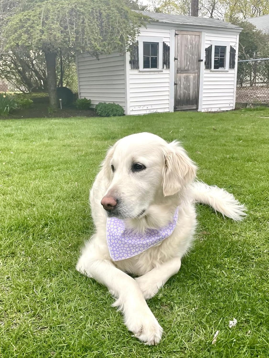 Spring Daisy Dog Bandana Washable Cotton Handkerchief Scarf Triangle Purple Bandana for Small Medium Large Dogs Girl Boy