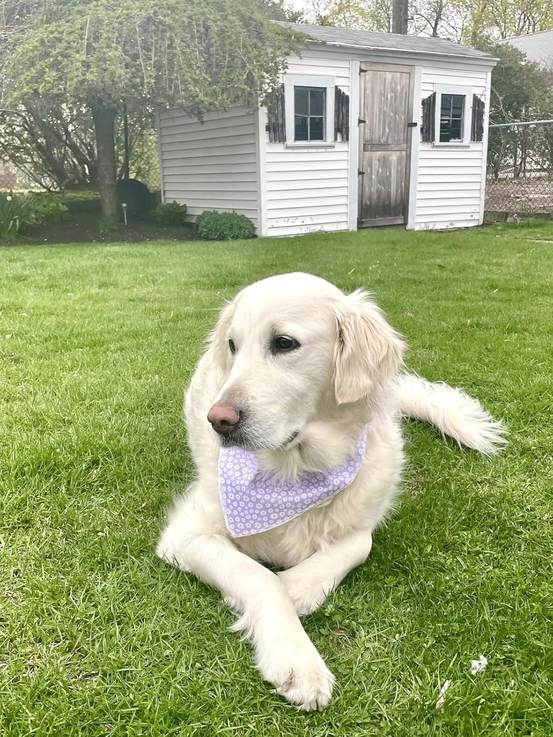 Spring Daisy Dog Bandana Washable Cotton Handkerchief Scarf Triangle Purple Bandana for Small Medium Large Dogs Girl Boy