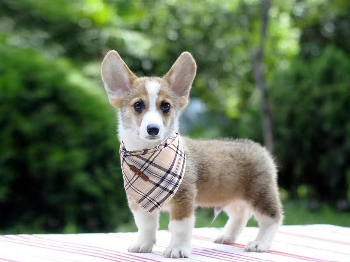 Dog Bandana Washable Cotton Handkerchief Scarf Triangle Bandana for Small Medium Large Dogs Grey